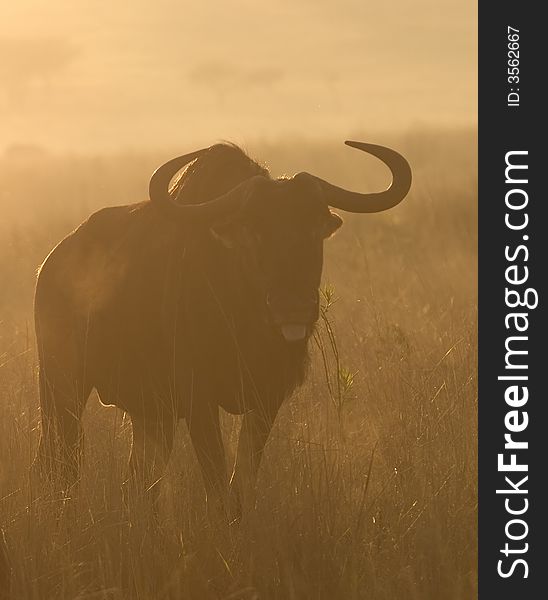 Wildebeest image taken in first rays of sunlight.