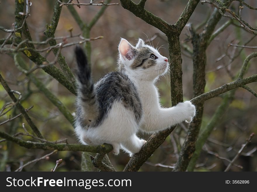 Very nice cat on tree. Very nice cat on tree