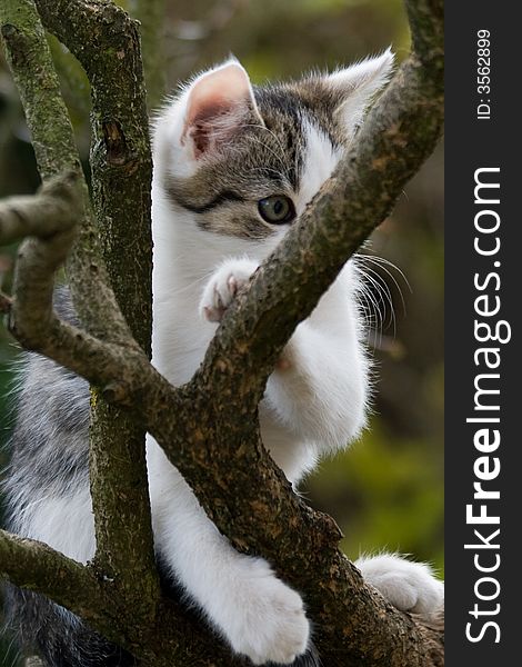 Very nice cat on tree. Very nice cat on tree