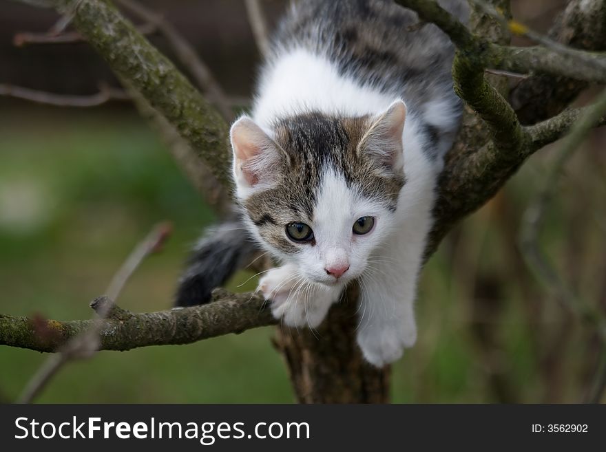 Very nice cat on tree. Very nice cat on tree