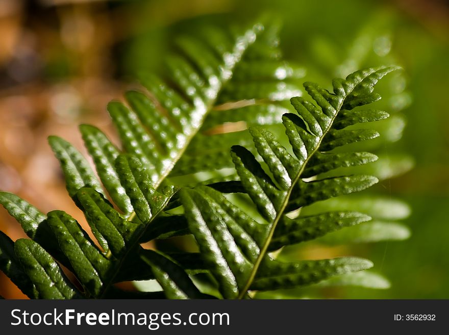 Green In Forest