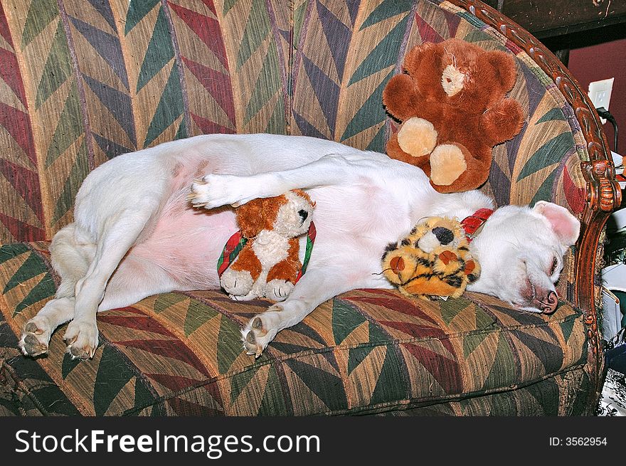 Sleeping dog on coach with stuffed animals. Sleeping dog on coach with stuffed animals
