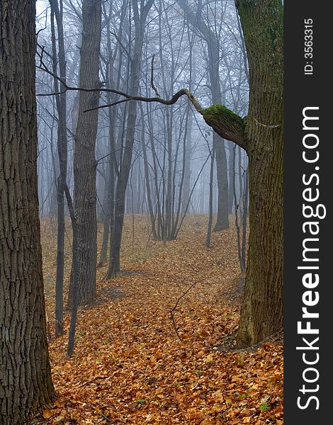 Ukraine. Autumn in Feofania to a foggy wood