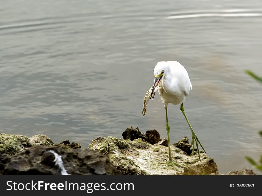 Hungry Great Egret