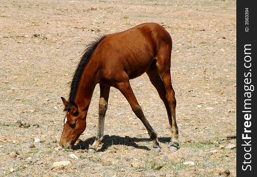 Nice little horse (Capoterra - Sardinia - Italy)