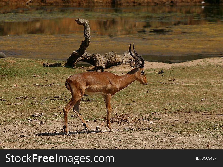 Young elk