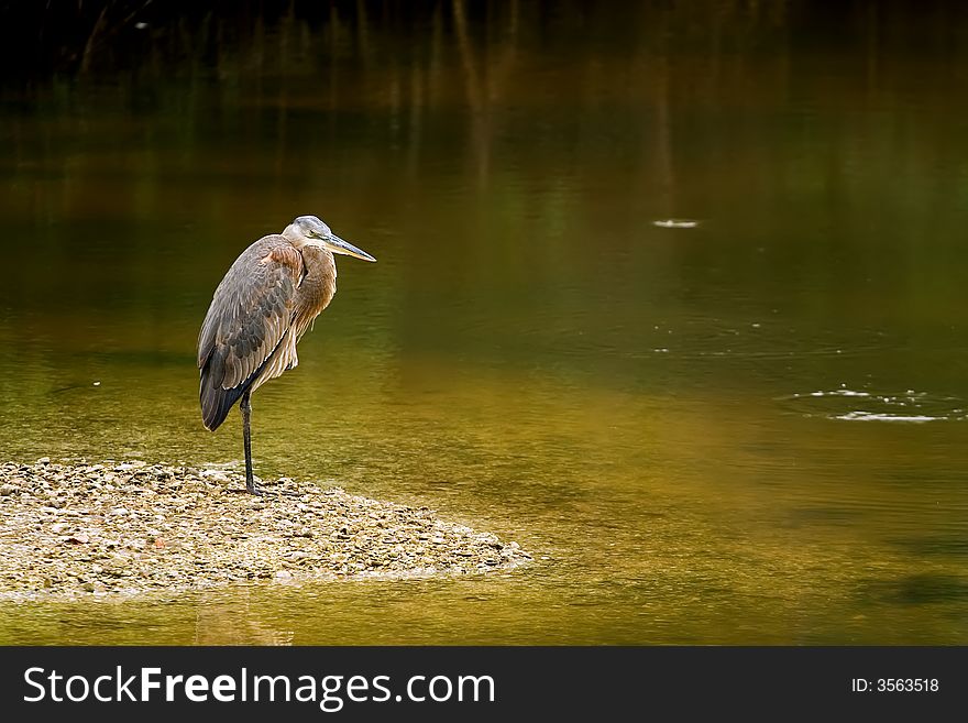 Great Blue Heron standing on rocky island in middle of river