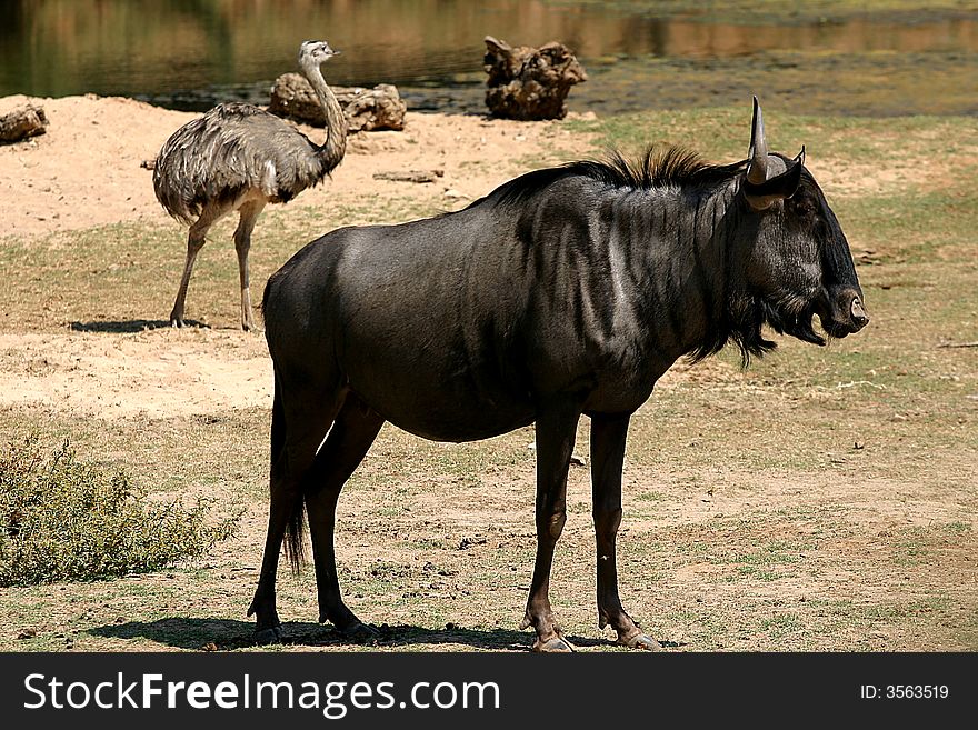 Some gnu and a ostrich in wildlife. Some gnu and a ostrich in wildlife