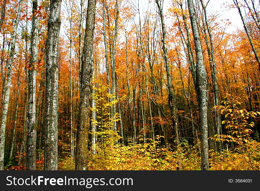 Autumn landscape view in michigan upper peninsula. Autumn landscape view in michigan upper peninsula