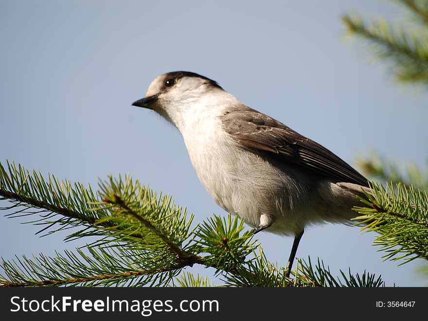 Bird perched on a branch. Bird perched on a branch