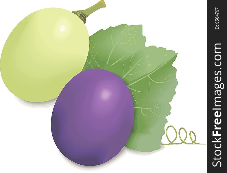 Illustration of Grapes green and Blue. Illustration of Grapes green and Blue