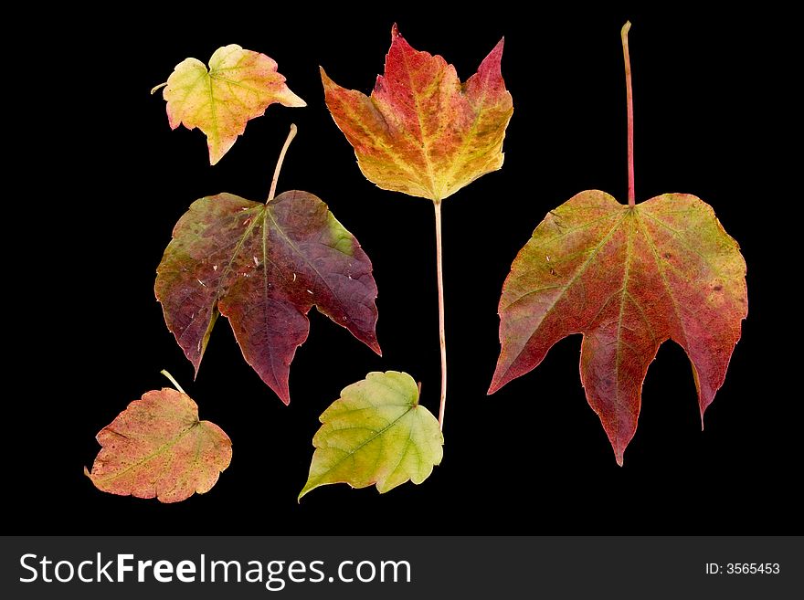 Six Autumn Leaves