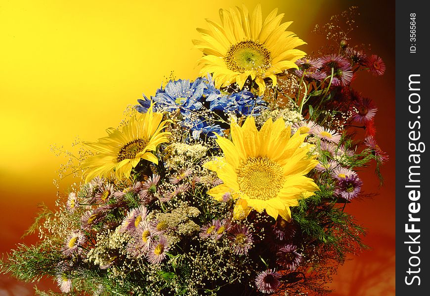 Sunflower on a yellow background