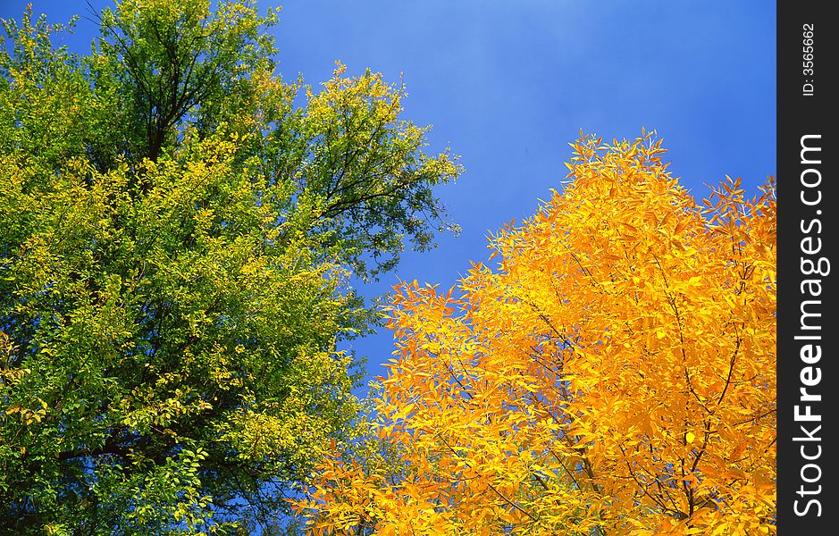 Tree on a background of the sky