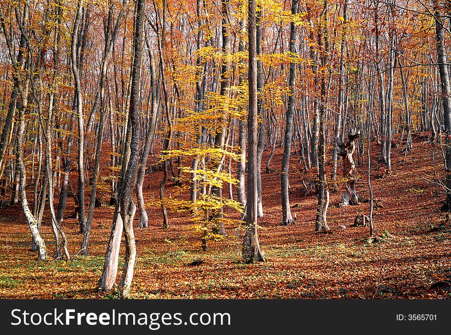 Tree on a background of a wood