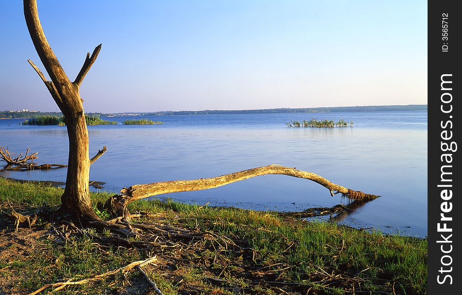 Tree on a background of the river. Tree on a background of the river