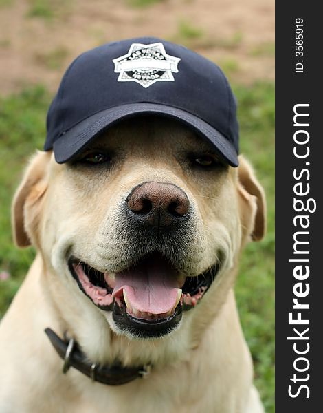 Labrador joyful sits in a dark blue cap. Labrador joyful sits in a dark blue cap