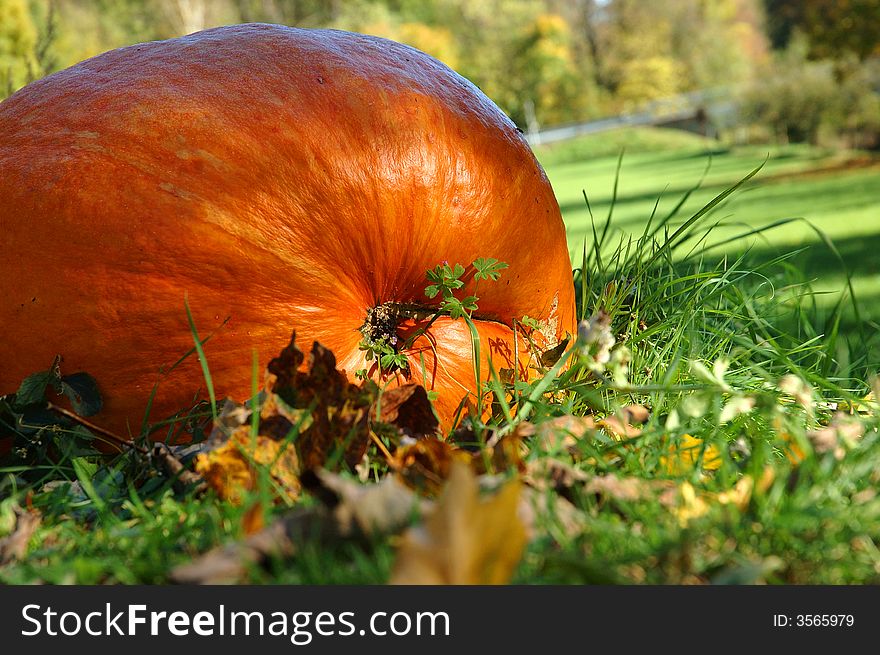 Big pumpkin, detail in the nature