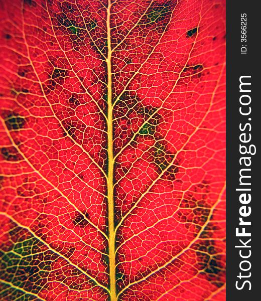 Macro shot of a red leaf. Macro shot of a red leaf