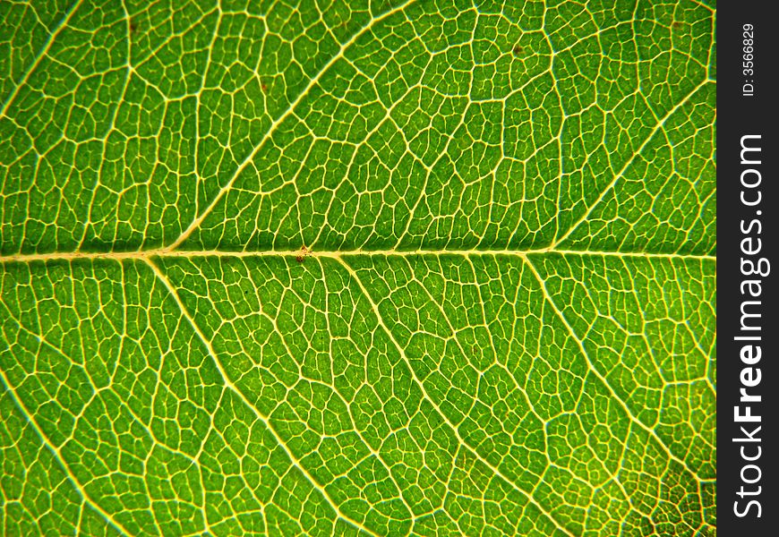 Macro shot of a green leaf. Macro shot of a green leaf