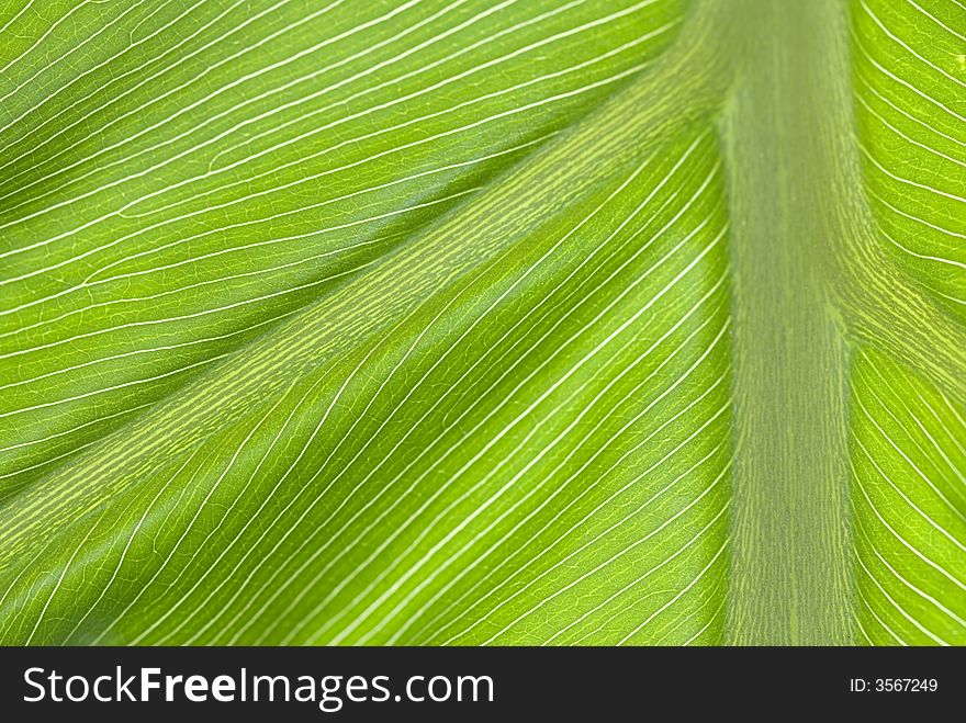 Abstract textured close-up leaf photograph. Abstract textured close-up leaf photograph