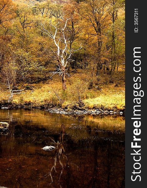 A reflection of a tree at Glen Lyon Scotland UK Located in Perthshire, the glen stretches for 32 miles &#x28;51 km&#x29; and forms part of the 48,400 hectares Loch Rannoch and Glen Lyon National Scenic Area. Glen Lyon was described by Sir Walter Scott as the longest, loneliest and loveliest glen in Scotland while Wordsworth, Tennyson, Gladstone and Baden Powell have also sung its praises in the past. The River Lyon runs through the glen and tumbles through corries, gorges and riverine meadows. The pools near Bridge of Balgie are accessible, with the added benefit of parking and a little tearoom nearby. Two remote lochs &#x28;Loch Lyon and Loch an Daimh&#x29; lie in the wild upper reaches of the glen and the hauntingly beautiful remnants of the ancient Caledonian forest are also visible. A reflection of a tree at Glen Lyon Scotland UK Located in Perthshire, the glen stretches for 32 miles &#x28;51 km&#x29; and forms part of the 48,400 hectares Loch Rannoch and Glen Lyon National Scenic Area. Glen Lyon was described by Sir Walter Scott as the longest, loneliest and loveliest glen in Scotland while Wordsworth, Tennyson, Gladstone and Baden Powell have also sung its praises in the past. The River Lyon runs through the glen and tumbles through corries, gorges and riverine meadows. The pools near Bridge of Balgie are accessible, with the added benefit of parking and a little tearoom nearby. Two remote lochs &#x28;Loch Lyon and Loch an Daimh&#x29; lie in the wild upper reaches of the glen and the hauntingly beautiful remnants of the ancient Caledonian forest are also visible.