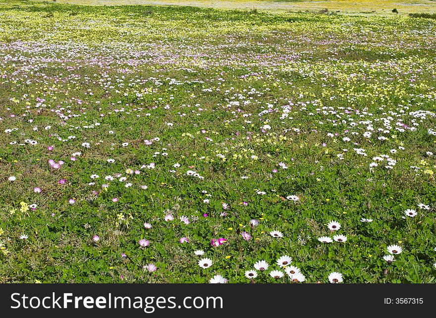 Field of daisies in the Western Cape, South Africa. Field of daisies in the Western Cape, South Africa