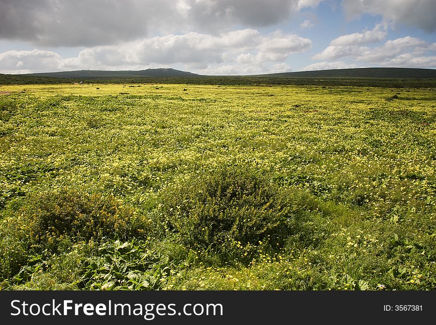 Field of daisies in the Western Cape, South Africa. Field of daisies in the Western Cape, South Africa