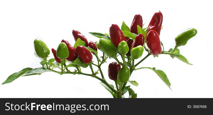 Red and green chilli peppers on plant on white background. Red and green chilli peppers on plant on white background