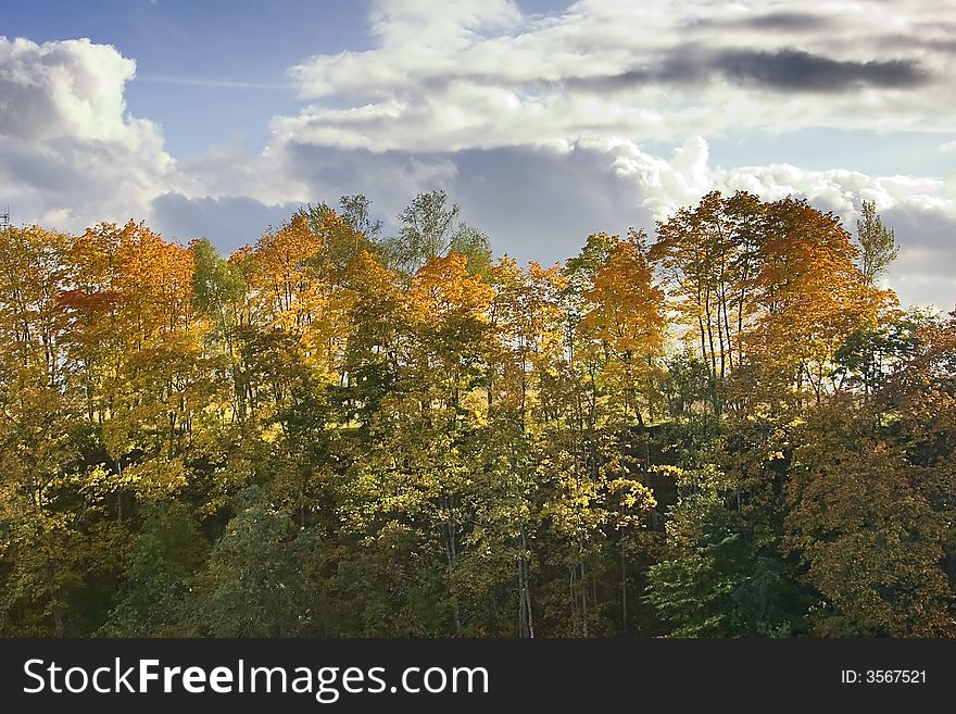 Yellow and green autumnal trees and blue sky with clouds. Yellow and green autumnal trees and blue sky with clouds