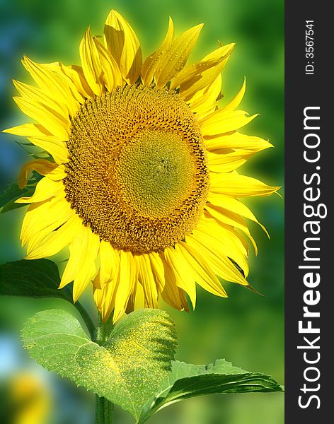 Yellow nice sunflower on a green background (clipping path). Yellow nice sunflower on a green background (clipping path)