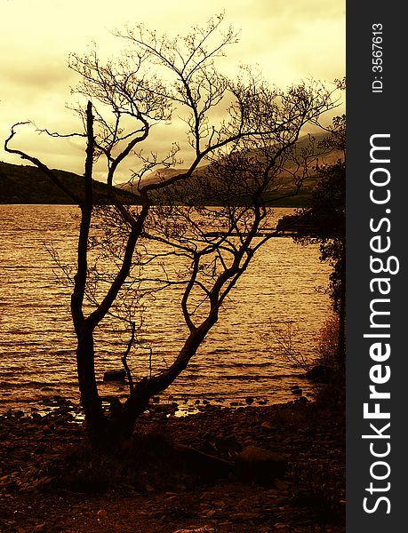 The old Tree at Loch Tay.Itâ€™s the largest loch in Perthshire and one of the deepest in Scotland. To the north, the loch is flanked by the impressive bulk of the Ben Lawers mountain range, much of which is designated as a National Nature Reserve. The main A827 road runs high above the loch, west from Kenmore. The contours are gentler on the southern shore and Sustrans Cycle Route Number 7 runs along a quiet unclassified road.
It&#x27;s hard to believe that ancient settlers once lived on Loch Tay, inhabiting artificially created islands known as crannogs. There are eighteen crannogs on Loch Tay, most are now submerged but a large crannog near the northern shore at Kenmore can be clearly seen. This was the ancient burial place of Queen Sybilla, wife of Alexander King of Scots. For a real insight into life on Loch Tay 2,500 years ago, visit the Scottish Crannog Centre at Kenmore - Scotland&#x27;s only authentic recreation of an Iron Age loch dwelling.
. The old Tree at Loch Tay.Itâ€™s the largest loch in Perthshire and one of the deepest in Scotland. To the north, the loch is flanked by the impressive bulk of the Ben Lawers mountain range, much of which is designated as a National Nature Reserve. The main A827 road runs high above the loch, west from Kenmore. The contours are gentler on the southern shore and Sustrans Cycle Route Number 7 runs along a quiet unclassified road.
It&#x27;s hard to believe that ancient settlers once lived on Loch Tay, inhabiting artificially created islands known as crannogs. There are eighteen crannogs on Loch Tay, most are now submerged but a large crannog near the northern shore at Kenmore can be clearly seen. This was the ancient burial place of Queen Sybilla, wife of Alexander King of Scots. For a real insight into life on Loch Tay 2,500 years ago, visit the Scottish Crannog Centre at Kenmore - Scotland&#x27;s only authentic recreation of an Iron Age loch dwelling.