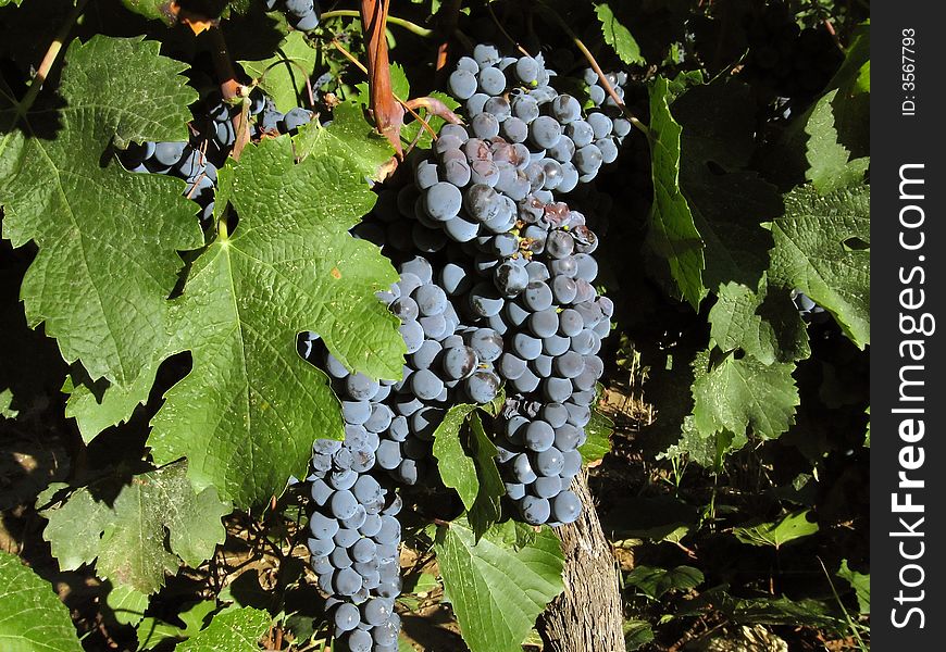 Bunch of wine grapes at a vineyard