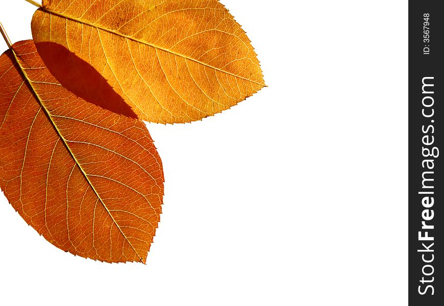 Beautiful colored leaves on white background background. Beautiful colored leaves on white background background