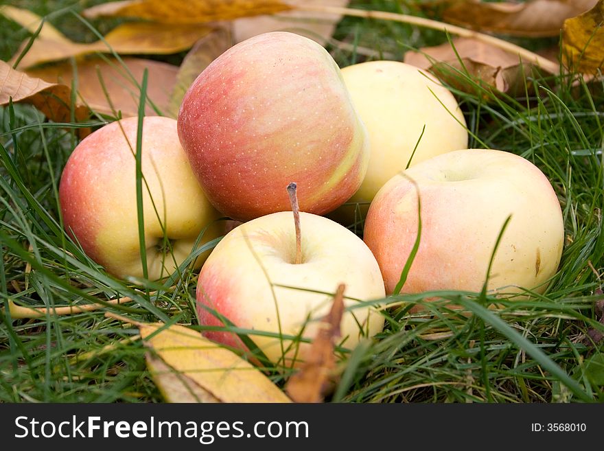 Fresh apples on the green grass