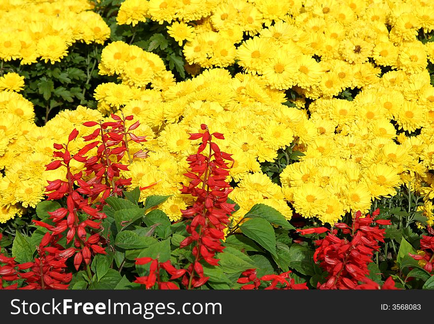 Bright background from yellow and red flowers. Bright background from yellow and red flowers