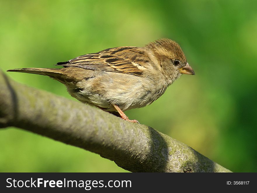 Little grey twittering sparrow with yellow beak. Little grey twittering sparrow with yellow beak