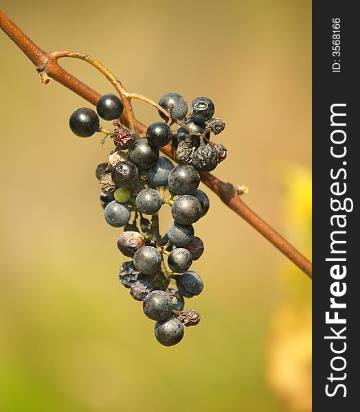 Wild grapes hanging on a vine in the warm autumn sunshine. Wild grapes hanging on a vine in the warm autumn sunshine.