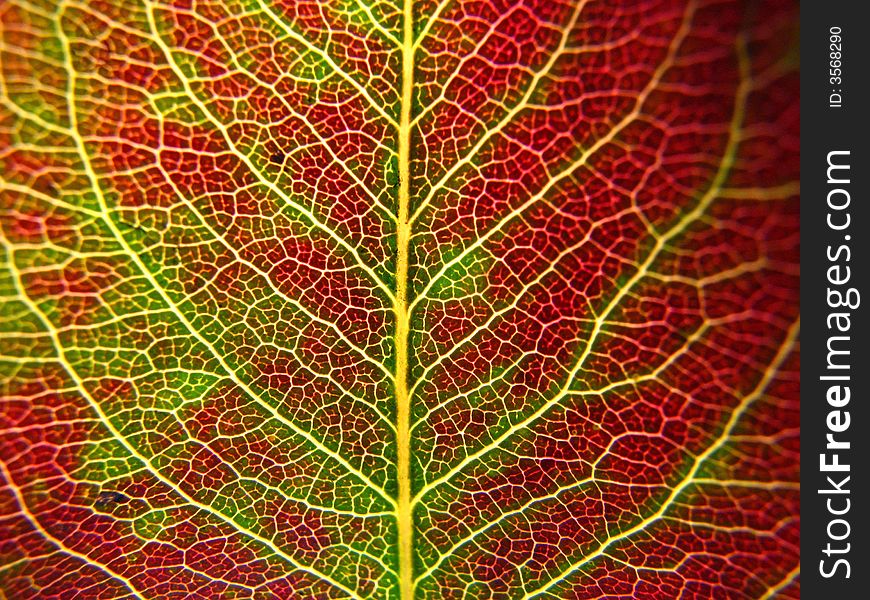 Macro shot of a red leaf. Macro shot of a red leaf