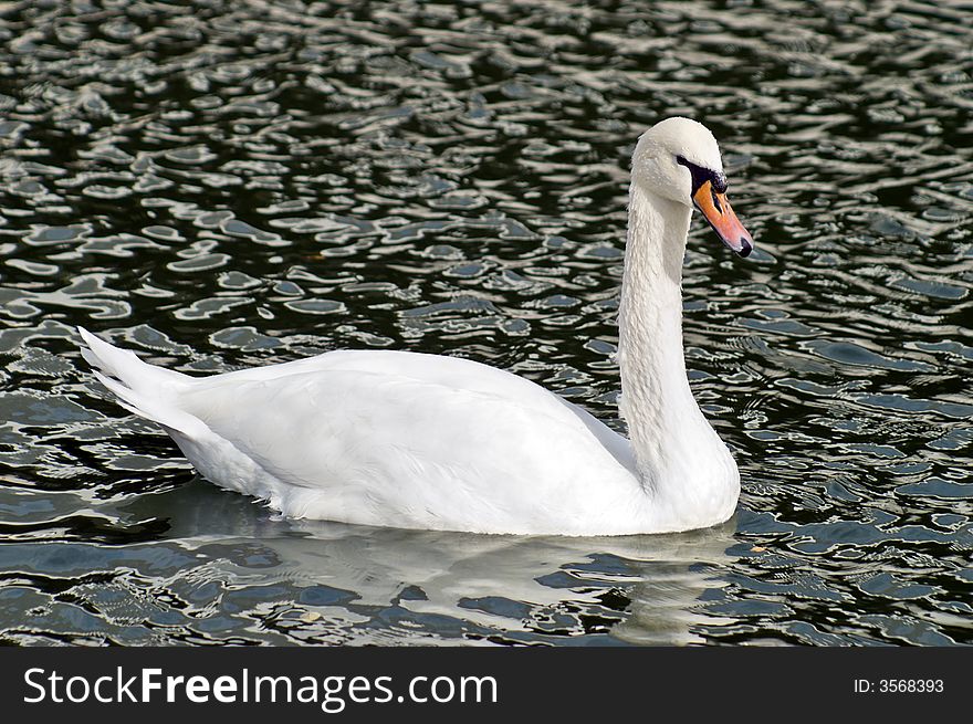 White mute swan in pond