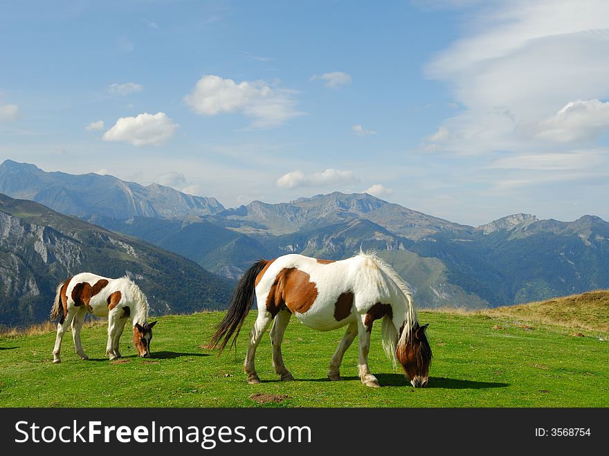 Horses grazed in mountains Pirenejskih. Horses grazed in mountains Pirenejskih
