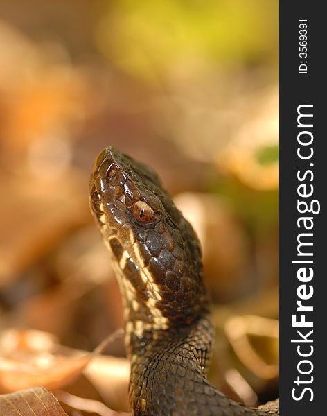 The water moccasin or cottonmouth snake photographed during the fall migration at snake road.