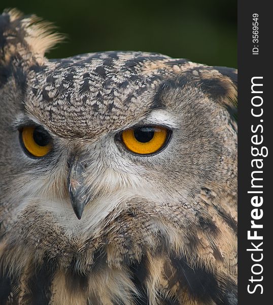Closeup of head of eagle owl
