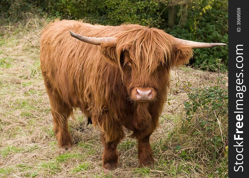 Scottish Highland cattle at closeup in a fileld