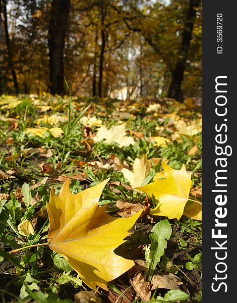 Fine autumn leafs with warm appearance. Good for brochures or book covers!