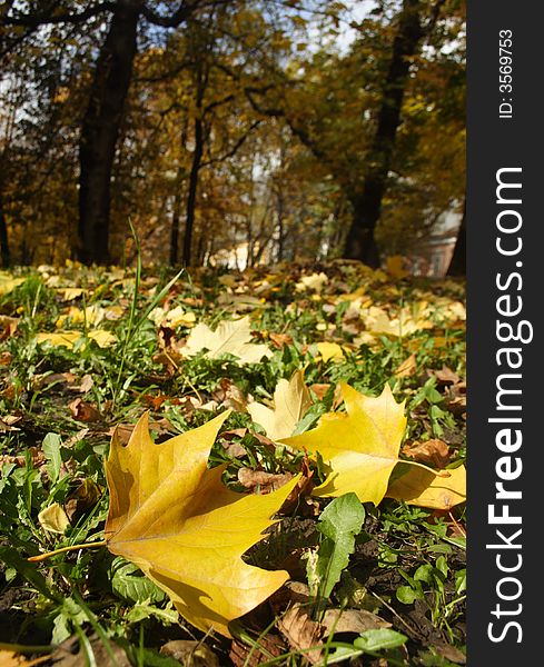 Fine autumn leaves with warm appearance. Good for brochures or book covers!