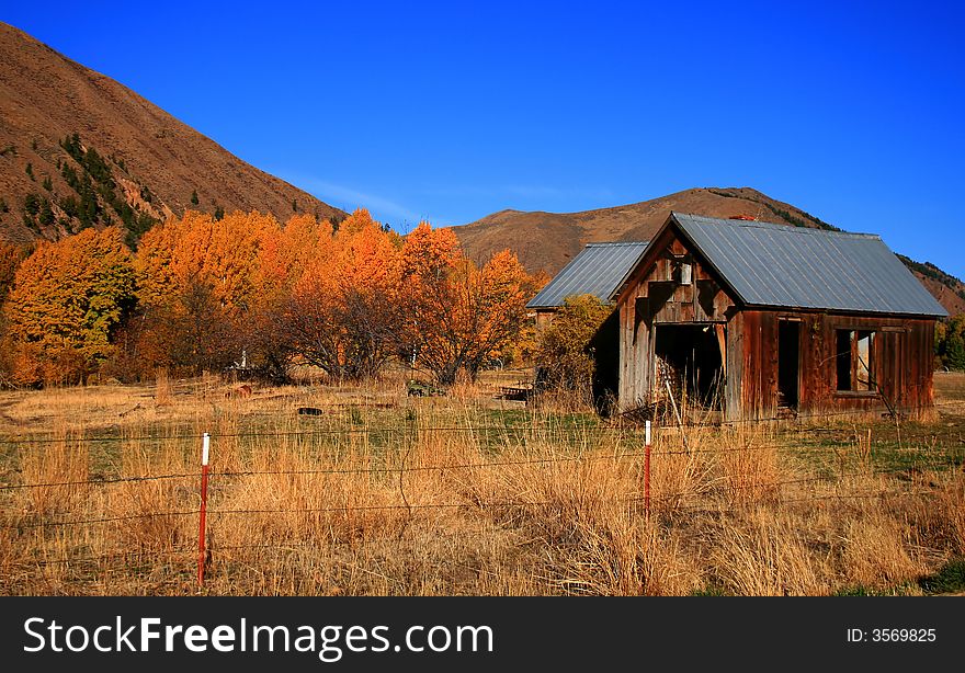 Aspens share field with brokedown shack in autumn. Aspens share field with brokedown shack in autumn