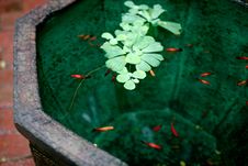 Decorative Fish In The Pond Stock Photo Decorative Fish In The Pond Stock Photo