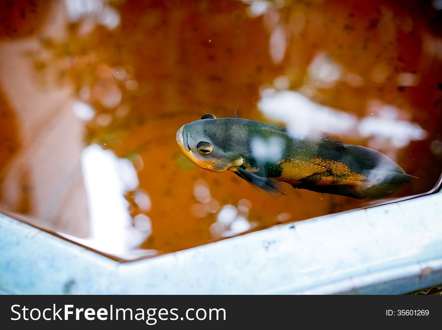 Fish in the small decorative pond, horizontal. Fish in the small decorative pond, horizontal