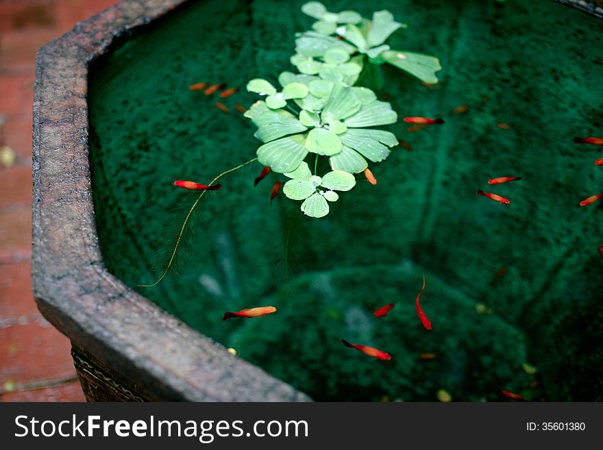 Small decorative japanese fish in the pond. Small decorative japanese fish in the pond